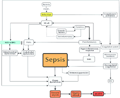 Sepsis definitions are evolving and difficult to finalize without a gold standard. Pathophysiology Of Sepsis Several Elements Are Crucial In The Download Scientific Diagram