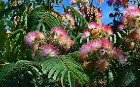 My theory is i will sacrifice the mess for it's. The Mimosa Tree A Multipurpose Addition To The Home Grown Food Forest One Green Planet