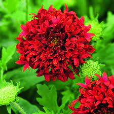 Gaillardia Sundance Red Seeds 2 55 From Mr Fothergills Seeds Plants Seeds Flower Seeds