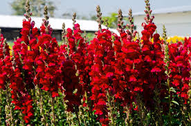 Image result for Antirrhinum
