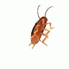 Dancing Cockroach Sticker Dancing Cockroach Meme Discover Share Gifs