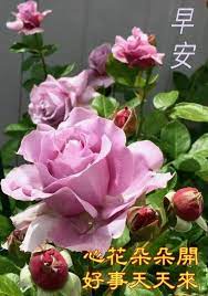 We did not find results for: Pin By Monita Cheong Wan Yee On Good Morning Wishes Chinese Good Morning Flowers Good Morning Greetings Morning Greeting