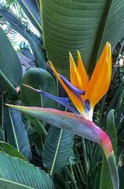 Pin On Birds Of Paradise Flower