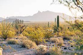 Almost anything you could want to do can be done in this desert wilderness; A Guide To Organ Pipe Cactus National Monument Fresh Off The Grid