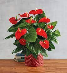 Red Anthurium Anthurium Plant Indoor Flowers Anthurium Flower