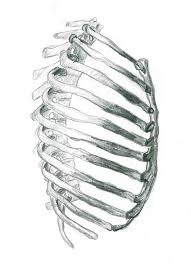 Connective tissue of rib cage. Side View Of Ribs Dream Of The Scribble Fiend
