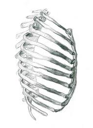 From side view, you can see how the rib cage connects to the neck at an angle. Side View Of Ribs Dream Of The Scribble Fiend