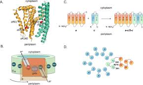 The composition of the enzyme was typical of f1fo atp synthases: Engineered Protein Model Of The Atp Synthase H Channel Shows No Salt Bridge At The Rotor Stator Interface Scientific Reports