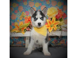 Последние твиты от husky puppies (@adorabiehuskies). Siberian Husky Dog Male Black White 3135561 Petland Dallas Tx