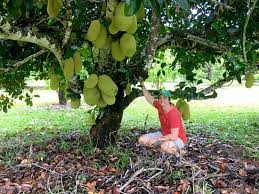 Many are on dwarfing tree rootstocks, making harvest surprisingly convenient and more enjoyable. Jackfruit The Largest Tree Borne Fruit In The World Picture Of Daintree Ice Cream Company Diwan Tripadvisor
