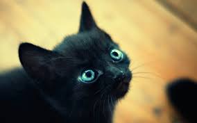 Kara Kedi Ugursuz Degildir
