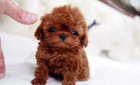 They have another nursery there where they learn potty training, how to use a doggie door to play outside, and become socialized to other pups and humans. Teacup Puppies Available For Sale At Dreamlandpuppies Us For Sale In Longview Texas Classified Americanlisted Com