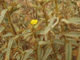 Image result for Melhania forbesii