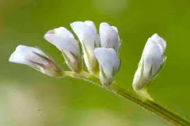 Image result for Vicia hirsuta