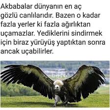 Bilgi Angelgirl Bilgi Eglenceli Gercekler Gercekler
