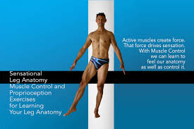 Learning Anatomy Muscles Anatomy Drawing Diagram