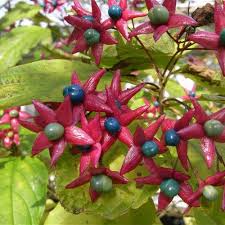 Image result for Clerodendrum silvanum
