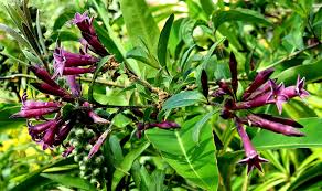 Image result for Cestrum × cultum