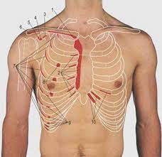 The chest or thorax is the region between the neck and diaphragm that encloses organs, such as the heart, lungs, esophagus, trachea, and thoracic diaphragm. Thorax Surface Anatomy 4 Edition