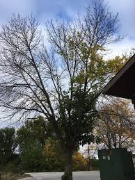 You may have to register before you can post: It S Everywhere Ash Death Becomes Obvious Around Quad Cities Home Garden Qctimes Com