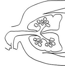 The heart the heart pumps blood to the lungs and other parts of the body. 8 Mad Science Ideas Human Lungs Coloring Pages Mad Science