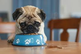 Pug Dogs: History, Traits, and Care Tips