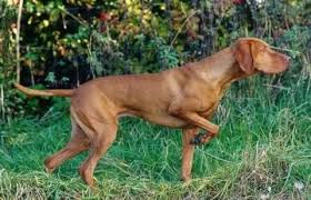 Shop hungarian pointer posters and art prints created by independent artists from around the globe. Hungarian Vizsla Pointer 3 Vizsla Dogs Vizsla Pedigree Dog