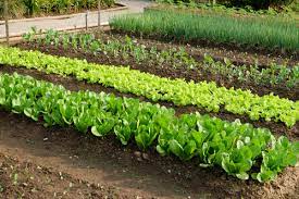 Think about planting your garden in blocks or beds of plants instead of single rows. Vegetable Garden Bed Preparation Bioflora Bioflora