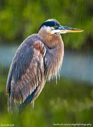 Birds Native To North Carolina Pin By Jane Richter Baker On Cape Hatteras North Carolina Blue Heron Nature Birds Animal Parade