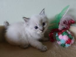 Buy and sell almost anything on gumtree classifieds. Current Ragdoll Kittens For Sale Washington State