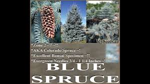 Check spelling or type a new query. Colorado Blue Spruce Tree Seed Picea Pungens Glauca Seeds On Www Myseeds Co Youtube
