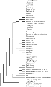 Image result for Limnophyton angolense