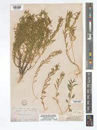 Image result for Afrohybanthus