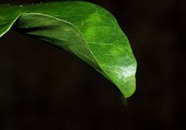 Image result for Inhambanella henriquesii