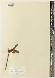 Image result for Myrica pilulifera