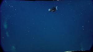 International Broadcast Video Production Monterey Bay Aquarium The Incredibles Image