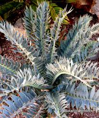 Image result for Encephalartos senticosus