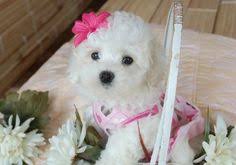 Promoting responsible dog breeding and pet care. 35 Bologenese Ideas Bolognese Dog Bolognese Puppies Dogs