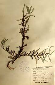 Image result for Corchorus tridens