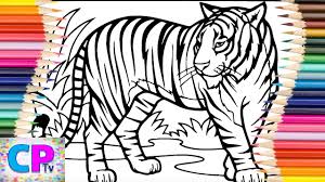 Coloring pages for tiger (animals) ➜ tons of free drawings to color. Tiger Coloring Pages Wild Tiger Is Walking And Ready For Action Coloring Pages Tv Youtube