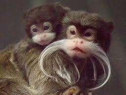 Emperor Tamarins Emperor Tamarin Animals Animals Beautiful