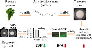 Image result for Emilia juncea