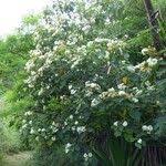 Image result for Dombeya acutangula