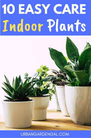 Looking For Houseplants That Are Low Maintenance And Easy To Look After You Re Sure T Easy Care Indoor Plants Low Maintenance Indoor Plants Indoor Plants Easy