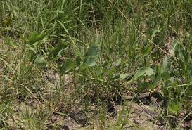 Image result for Neorautanenia