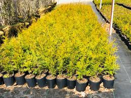 Image result for Hetaeria occidentalis