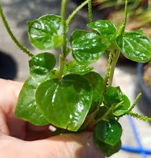 Image result for Peperomia pellucida