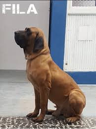 É um cachorro de porte médio, não costuma passar dos 60 centímetros de altura. Cachorro Fila Brasilero Con Fca Mercado Libre