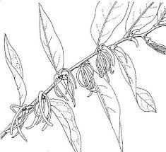 Image result for Xylopia odoratissima