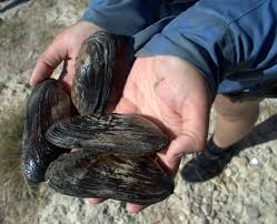 They are usually black or brown, although some species are brightly colored. Popenaias Popeii Wikipedia